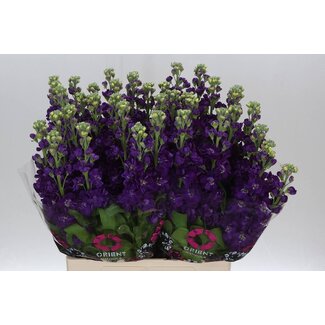 Freshy Giroflée “Debora” Extra | Couleur: Violet | Longueur ± 70 centimètre | Par 10 fleurs fraîches
