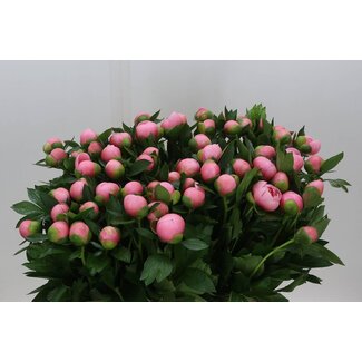 Freshy Paeonia Pioenroos “Etched Salmon” | Kleur: Roze | Lengte ± 60 centimeter | Per 10 verse pioenrozen