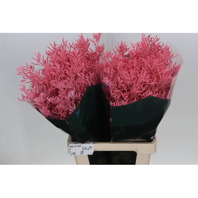Limonium “Skylight” Coloré | Couleur: Rose | Longueur ± 70 centimeter | Par 25 tiges de fleurs fraîches