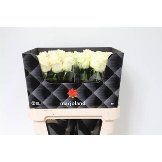 Freshy Rozen “Dolomiti” maat XL | Kleur: Wit | Lengte ± 80 centimeter | Per 10 rozen
