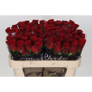 Freshy Rosen “Rhodos” | Farbe: Rot | Länge ± 70 centimeter | Pro 10 Rosen