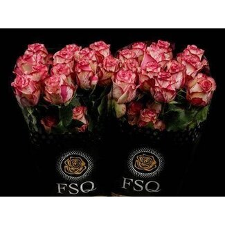 Freshy Rose à grandes fleurs “Magic Times” | Couleur: Rose | Longueur ± 60 centimètre | Origine Équateur | Par 20 roses fraîches