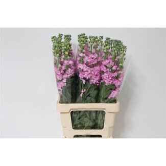 Freshy Giroflée “Iron Pink” | Couleur: Rose | Longueur ± 65 centimeter | Par 10 tiges de fleurs fraîches