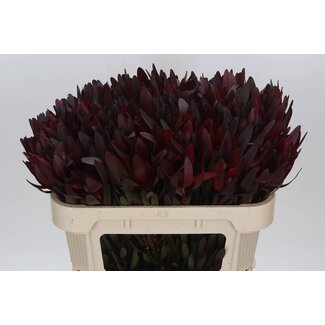 Freshy Leucadendron “Safari Sunset” | Farbe: Grün | Länge ± 70 centimeter | Pro 20 frische Blumen