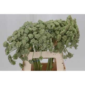 Freshy Ferula Weiß | Farbe: Weiß | Länge ± 80 centimeter | Pro 5 Stiele frische Blumen