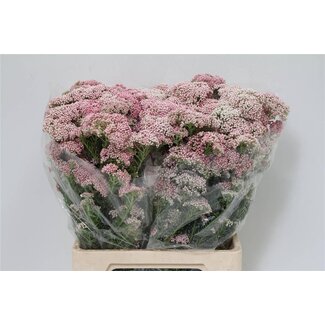 Freshy Ozothamnus Pink | Couleur: Rose | Longueur ± 70 centimeter | Poids 200 gram | Par 5 bottes