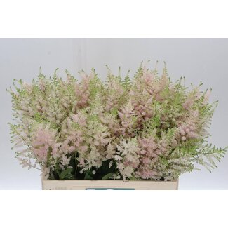 Freshy Astilbe Japonica “Europa” | Farbe: Rosa | Länge ± 60 centimeter | Pro 20 Stielen frische Blumen