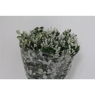 Freshy Pittosporum Ralphii mit Beeren | Farbe: Grün | Länge ± 50 centimeter | Gewicht 400 gram | Pro 5 Bündel