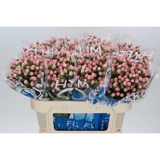 Freshy Hypericum “Coco Casino” | Couleur: Rose | Longueur ± 70 centimètre | Par 20 tiges de fleurs fraîches