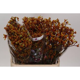 Freshy Anigozanthos Patte de kangourou “Gold Fever” | Couleur: Brun | Longueur ± 80 centimeter | Par 20 tiges fleurs fraîches