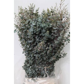 Freshy Eucalyptus Gunnii | Couleur: Vert | Longueur ± 80 centimètre | Poids 300 gram | Par 5 bouquets