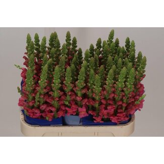 Freshy Antirrhinum gueule-de-loup “Opus Pink” | Couleur: Rose | Longueur ± 75 centimeter | Par 10 tiges de fleurs fraîches
