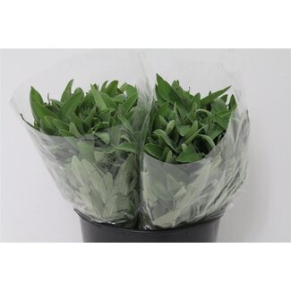 Freshy Salvia Sauge | Couleur: Vert | Longueur ± 50 centimeter | Poids 200 gram | Par 5 bouquets
