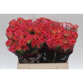 Freshy Holländische Sprührose “Chimo” | Farbe: Rosa | Länge ± 40 centimeter | Pro 20 frische Rosen