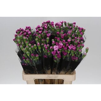 Freshy Trosanjer “Trendy Tessino” | Farbe: Lila | Länge ± 60 centimeter | Pro 25 frische Blumen