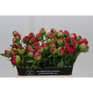 Freshy Paeonia Pfingstrose L “Com Performance” | Farbe: Rosa | Länge ± 60 centimeter | Pro 10 frische Pfingstrosen