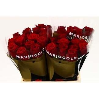 Freshy Rosen “Red Naomi” Marjo | Farbe: Rot | Länge ± 40 centimeter | Pro 20 Rosen