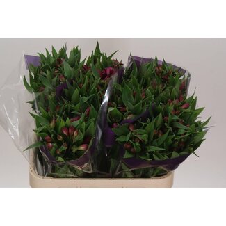Freshy Alstroemeria “Casanova” | Couleur: Rose | Longueur ± 75 centimeter | Par 10 tiges de fleurs fraîches