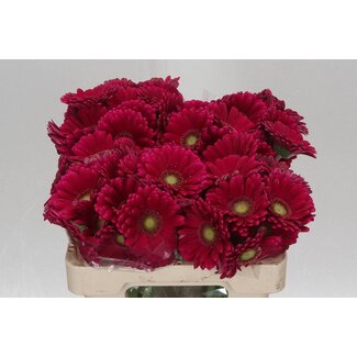 Freshy Germini Aqua “Vivian” | Couleur: Violet | Longueur ± 50 centimeter | Par 20 fleurs fraîches