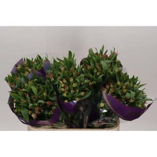 Freshy Alstroemeria “Avianna” | Couleur: Rose | Longueur ± 75 centimeter | Par 10 tiges fleurs fraîches