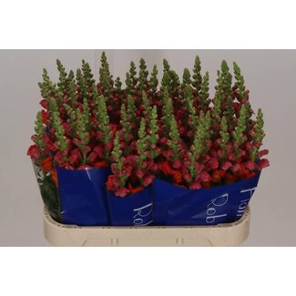 Freshy Antirrhinum Löwenmaul “Antibes Orange” | Farbe: Orange | Länge ± 75 centimeter | Pro 10 Stiele frische Blumen
