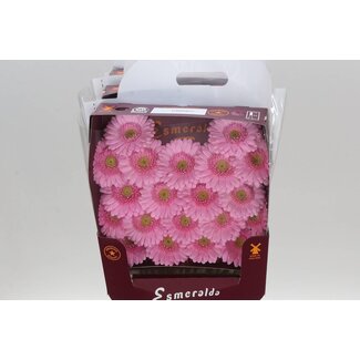 Freshy Gerbera Mi Aqua “Kimsey” | Farbe: Rosa | Länge ± 45 centimeter | Pro 20 frische Blumen