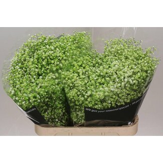 Freshy Gypsophila Schleierkraut “Applegrün“ Farbbehandelt | Farbe: Grün | Länge ± 80 centimeter | Pro 25 Stielen frische Blumen