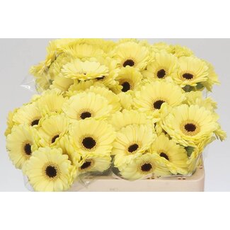 Freshy Germini Aqua “Surfer” | Couleur: Jaune | Longueur ± 50 centimeter | Par 20 fleurs fraîches