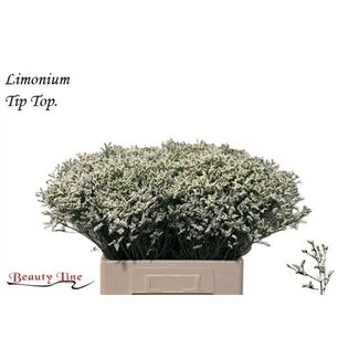 Freshy Limonium Sinuata “Senecio Tip Top” | Couleur: Blanc | Longueur ± 60 centimeter | Par 25 tiges de fleurs fraîches