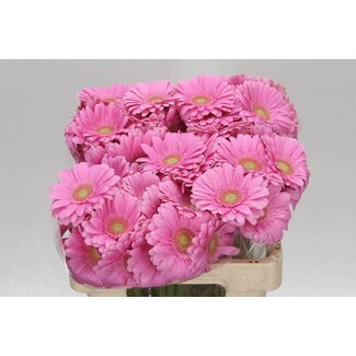 Freshy Germini Aqua “Kirstey” | Couleur: Rose | Longueur ± 50 centimeter | Par 20 fleurs fraîches