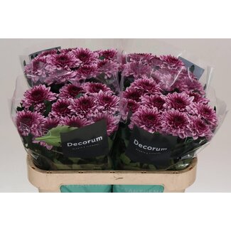 Freshy Deko Chrysantheme Chrysantheme “Pip” | Farbe: Lila | Länge ± 70 centimeter | Pro 10 frische Blumen