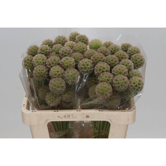 Freshy Scabiosa Stellata “XL” | Farbe: Grün | Länge ± 50 centimeter | Pro 50 Stielen frische Blumen