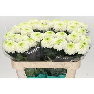 Freshy Déco Chrysanthème Chrysanthème “Alibaba” | Couleur: Blanc | Longueur ± 70 centimeter | Par 10 fleurs fraîches