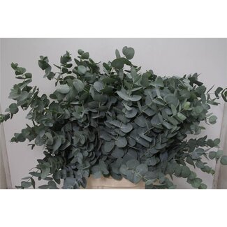 Freshy Eucalyptus Cinerea | Farbe: Grün | Länge ± 70 centimeter | Gewicht 300 gram | Pro 5 Bündel