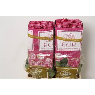 Freshy Rosen “Moody Blues” | Farbe: Lila | Länge ± 60 centimeter | Herkunft Ecuador | Pro 25 Rosen