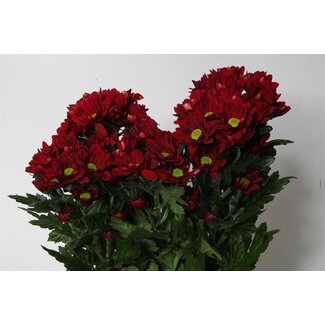 Freshy Rispenchrysantheme Chrysanthemum “Mexicano” | Farbe: Rot | Länge ± 70 centimeter | Pro 10 Stielen frische Blumen