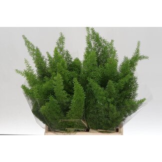 Freshy Asparagus Densiflorus “Myers” | Farbe: Grün | Länge ± 45 centimeter | Pro 50 Zweige