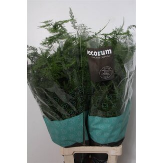 Freshy Asparagus Setaceus Lang Getoppt | Farbe: Grün | Länge ± 85 centimeter | Pro 50 Zweige