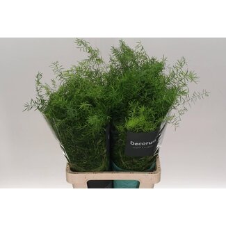 Freshy Asparagus Densiflorus “Sprengeri” | Farbe: Grün | Länge ± 65 centimeter | Pro 50 Zweige