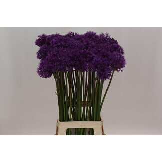Freshy Allium Sierui “Afl Purper Se” | Couleur: Violet | Longueur ± 80 centimeter | Par 20 tiges de fleurs fraîches