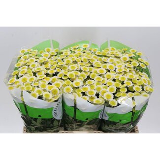 Freshy Chrysanthème Chrysanthème Santini “Sun Up” | Couleur: Blanc | Longueur ± 55 centimeter | Par 25 tiges fleurs fraîches