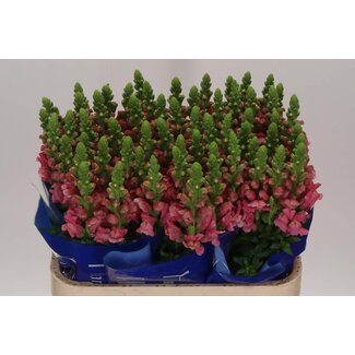 Freshy Antirrhinum Löwenmaul “Poto Rose” | Farbe: Rosa | Länge ± 75 centimeter | Pro 10 frische Blumen