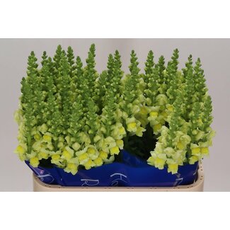 Freshy Antirrhinum Löwenmaul “Poto Gelb” | Farbe: Gelb | Länge ± 75 centimeter | Pro 10 frische Blumen