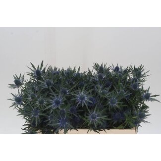 Freshy Eryngium Kreuzdistel “Orion Questar” | Farbe: Violett | Länge ± 50 centimeter | Pro 10 frische Blumen