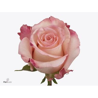 Freshy Roses “Rosalyn” | Couleur: Rose | Longueur ± 40 centimeter | Par 25 roses