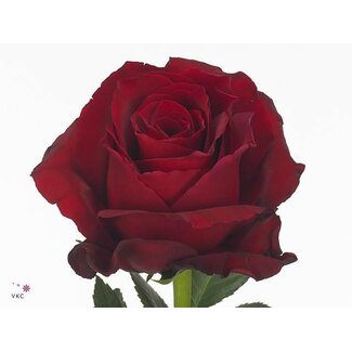 Freshy Großblütige Rose “Explorer” | Farbe: Rot | Länge ± 80 centimeter | Herkunft Ecuador | Pro 20 frische Rosen