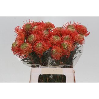 Freshy Nutans Coussin d'épingles “Succession” | Couleur: Rouge | Longueur ± 60 centimeter | Par 10 fleurs fraîches