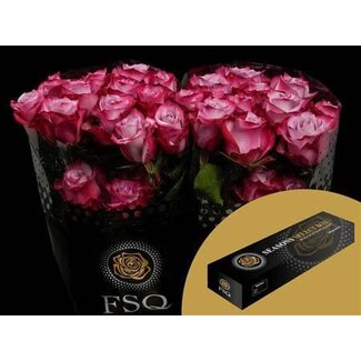 Freshy Großblütige Rose “Deep Purple” | Farbe: Rosa | Länge ± 50 centimeter | Herkunft Ecuador | Pro 25 frische Rosen