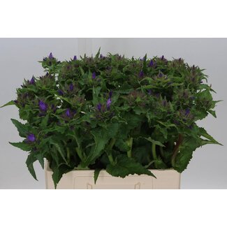 Freshy Campanula Glomerata Bio | Couleur: Violet Bleu | Longueur ± 60 centimeter | Par 10 fleurs fraîches