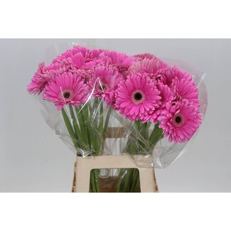 Freshy Gerbera “Dreamer” | Farbe: Rosa | Länge ± 65 centimeter | Pro 10 frische Blumen